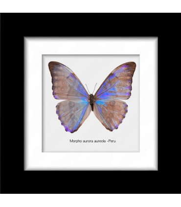 Framed Morpho aurora aureola (Male)