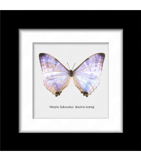 Framed Morpho Sulkowskyi descimokoenigi