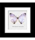Framed Morpho Sulkowskyi descimokoenigi