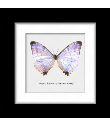 Framed Morpho Sulkowskyi descimokoenigi