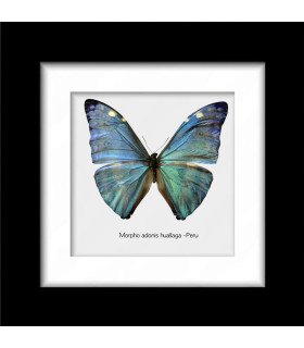 Framed Morpho  adonis huallaga
