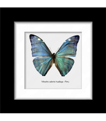 Framed Morpho  adonis huallaga