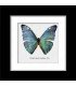 Framed Morpho  adonis huallaga