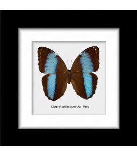 Framed Morpho achilles patroclus