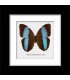 Framed Morpho achilles patroclus