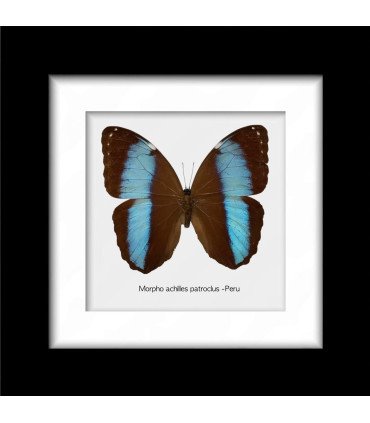 Framed Morpho achilles patroclus