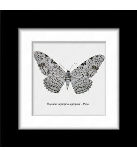 Framed Noctuidae Thysania agrippina
