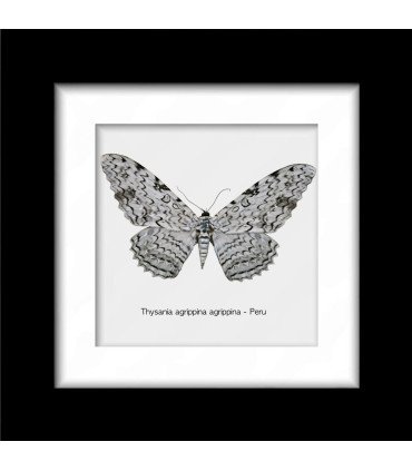 Framed Noctuidae Thysania agrippina