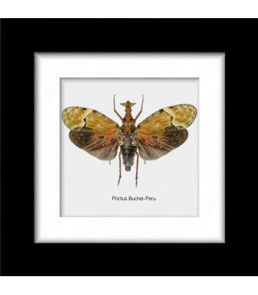 Framed Prictus buchei