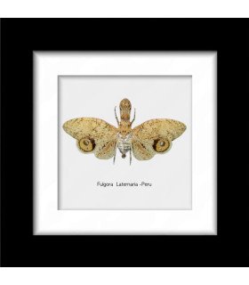 Framed Fulgora Laternaria