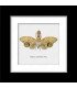 Framed Fulgora Laternaria