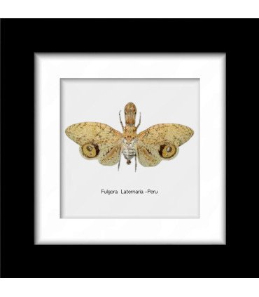 Framed Fulgora Laternaria