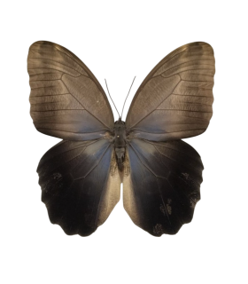 Caligo eurilochus livius