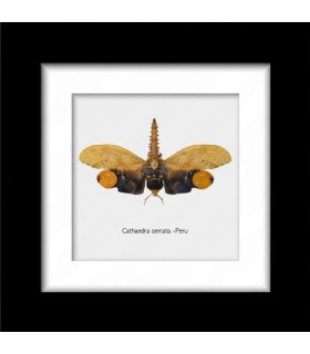 Framed Cathaedra serrata