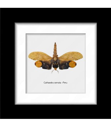 Framed Cathaedra serrata