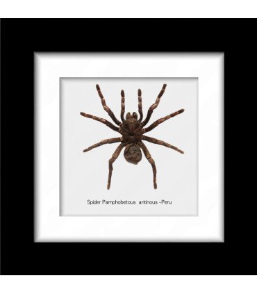 Framed Spider Pampobeteous  antineous