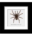 Framed Spider Pampobeteous  antineous