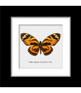 Framed Papilio zagreus Crysanthus