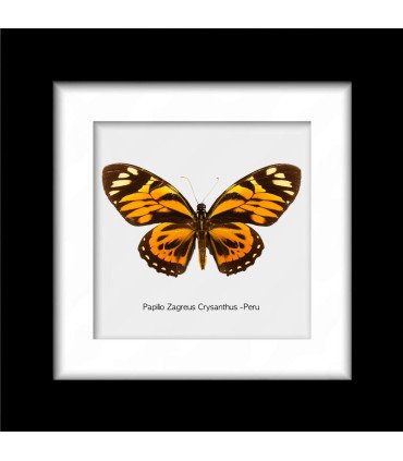 Framed Papilio zagreus Crysanthus
