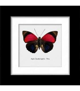 Framed Agria Claudia Lugens