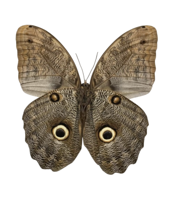 Caligo eurilochus livius