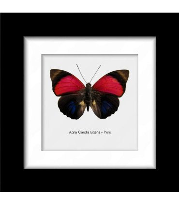 Framed Agria Claudia Lugens