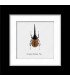 Framed Dynastes Herkules(Insect Coleoptera)