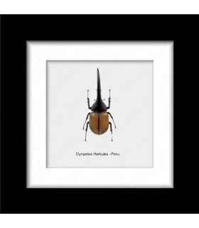 Framed Dynastes Herkules(Insect Coleoptera)