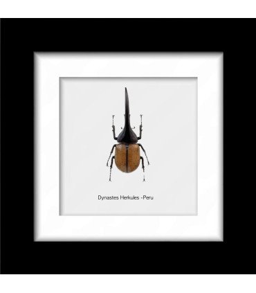 Framed Dynastes Herkules(Insect Coleoptera)