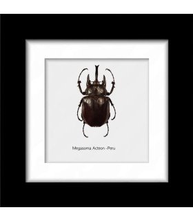 Framed megasoma Acteon (insect coleoptera)