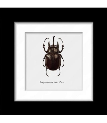 Framed megasoma Acteon (insect coleoptera)