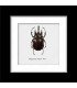 Framed megasoma Acteon (insect coleoptera)