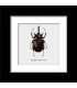Framed Megasoma Mars (insect Coleoptera)