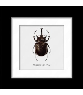 Framed Megasoma Mars (insect Coleoptera)