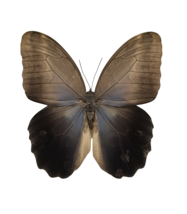 Caligo eurilochus livius