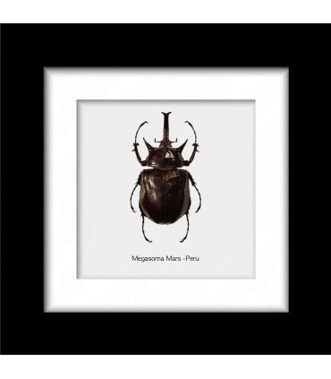 Framed Megasoma Mars (insect Coleoptera)