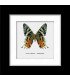 Framed Urania Rifheus (framed butterfly uranidae)