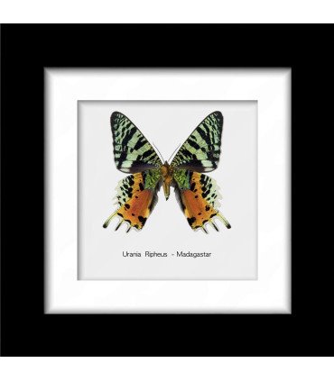 Framed Urania Rifheus (framed butterfly uranidae)