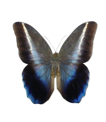 Caligo idomenius idomenides