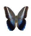 Caligo idomenius idomenides