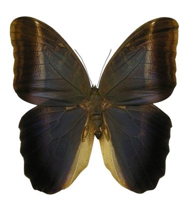 Caligo  eufhorbus