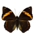 Opsiphanes invirae agasthenes