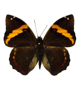 Opsiphanes invirae agasthenes