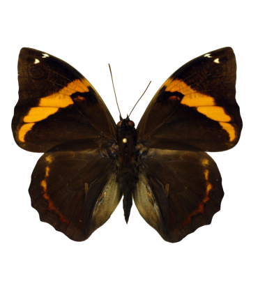 Opsiphanes invirae agasthenes