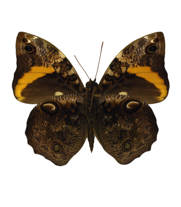 Opsiphanes invirae agasthenes