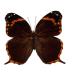 Opoptera arsippe arsippe