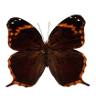 Opoptera arsippe arsippe