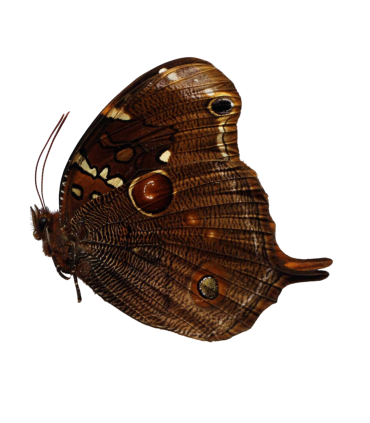 Opoptera arsippe arsippe