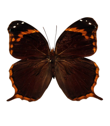 Opoptera arsippe arsippe