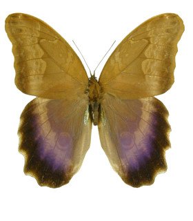 Caligo oberthurii floklides